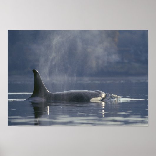 Erwachsene Orca Whale Orcinus Orca), Puget Poster (Vorne)