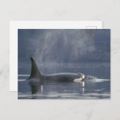 Erwachsene Orca Whale Orcinus Orca), Puget Postkarte (Vorne/Hinten)