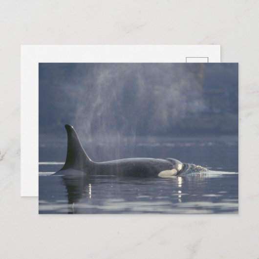 Erwachsene Orca Whale Orcinus Orca), Puget Postkarte (Vorne/Hinten)