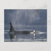 Erwachsene Orca Whale Orcinus Orca), Puget Postkarte (Vorderseite)