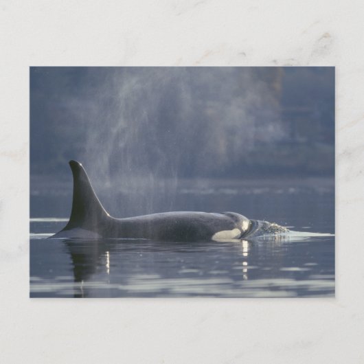 Erwachsene Orca Whale Orcinus Orca), Puget Postkarte (Vorderseite)