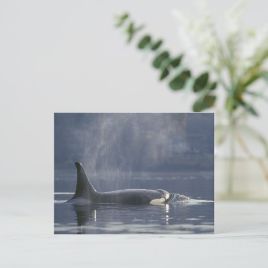 Erwachsene Orca Whale Orcinus Orca), Puget Postkarte (Stehend Vorderseite)