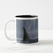 Erwachsene Orca Whale Orcinus Orca), Puget Zweifarbige Tasse (Links)