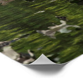 Erwachsene und Jugendschwäne Poster (Ecke)