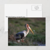Erwachsenenmalter Storch Postkarte (Vorne/Hinten)