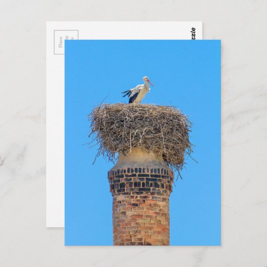 Erwachsenensturm in Nest auf Schornstein.JPG Postkarte (Vorne/Hinten)