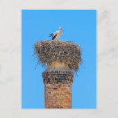 Erwachsenensturm in Nest auf Schornstein.JPG Postkarte (Vorderseite)