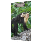 Erwachsener Capuchin-Affe-tragendes Baby auf Klemmbrett (Links)