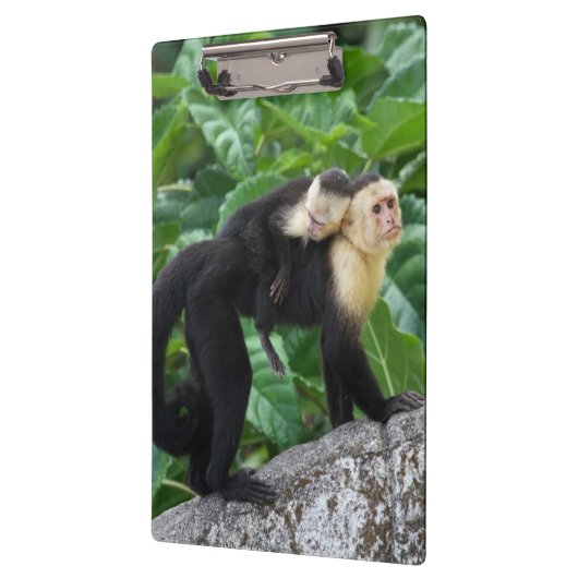 Erwachsener Capuchin-Affe-tragendes Baby auf Klemmbrett (Links)