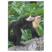 Erwachsener Capuchin-Affe-tragendes Baby auf Klemmbrett (Rückseite)