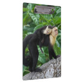 Erwachsener Capuchin-Affe-tragendes Baby auf Klemmbrett (Rechts)