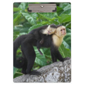 Erwachsener Capuchin-Affe-tragendes Baby auf Klemmbrett (Vorderseite)