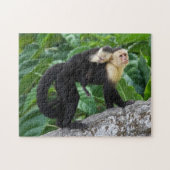 Erwachsener Capuchin-Affe-tragendes Baby auf Puzzle (Horizontal)