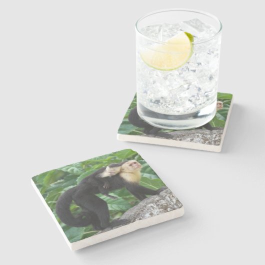 Erwachsener Capuchin-Affe-tragendes Baby auf Steinuntersetzer (Seitenansicht)