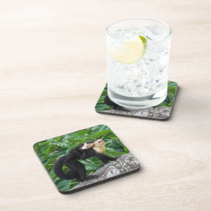 Erwachsener Capuchin-Affe-tragendes Baby auf Untersetzer