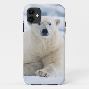Erwachsener Eisbär auf dem sommerlichen Packeis Case-Mate iPhone Hülle