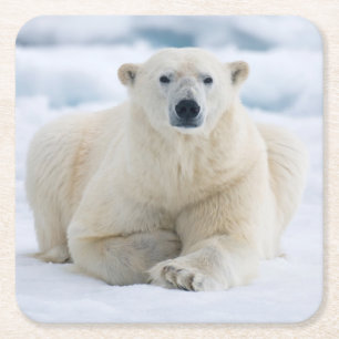 Erwachsener Eisbär auf dem sommerlichen Packeis Rechteckiger Pappuntersetzer