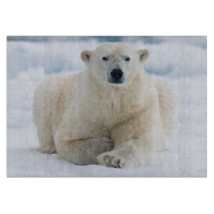 Erwachsener Eisbär auf dem sommerlichen Packeis Schneidebrett