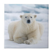 Erwachsener Eisbär auf dem Sommerpackeis Fliese (Vorderseite)