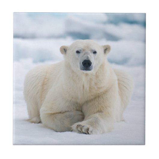 Erwachsener Eisbär auf dem Sommerpackeis Fliese (Vorderseite)