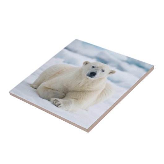 Erwachsener Eisbär auf dem Sommerpackeis Fliese (Seite)