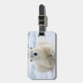 Erwachsener Eisbär auf dem Sommerpackeis Gepäckanhänger (Vorderseite vertikal)