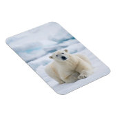 Erwachsener Eisbär auf dem Sommerpackeis Magnet (Rechte Seite)