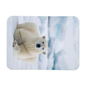 Erwachsener Eisbär auf dem Sommerpackeis Magnet (Horizontal)
