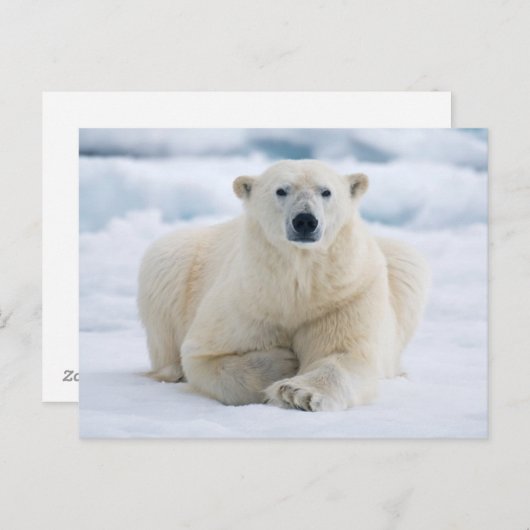 Erwachsener Eisbär auf dem Sommerpackeis Postkarte (Vorne/Hinten)