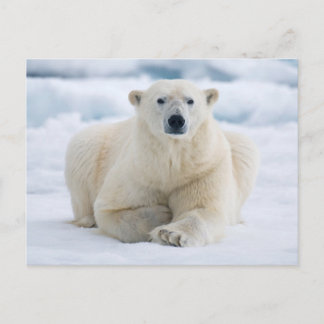 Erwachsener Eisbär auf dem Sommerpackeis Postkarte