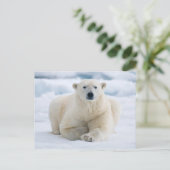Erwachsener Eisbär auf dem Sommerpackeis Postkarte (Stehend Vorderseite)