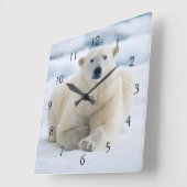 Erwachsener Eisbär auf dem Sommerpackeis Quadratische Wanduhr (Winkel)