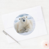 Erwachsener Eisbär auf dem Sommerpackeis Runder Aufkleber (Umschlag)