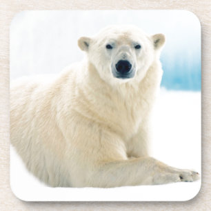 Erwachsener Eisbär großes männliches Tier auf dem Getränkeuntersetzer