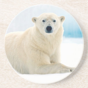 Erwachsener Eisbär großes männliches Tier auf dem Getränkeuntersetzer