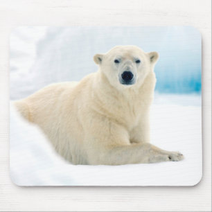 Erwachsener Eisbär großes männliches Tier auf dem  Mousepad