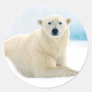 Erwachsener Eisbär großes männliches Tier auf dem  Runder Aufkleber