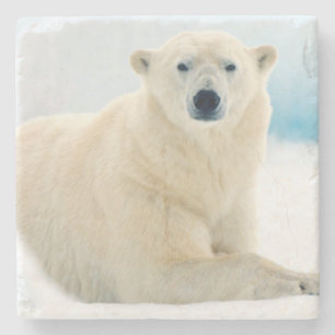 Erwachsener Eisbär großes männliches Tier auf dem  Steinuntersetzer