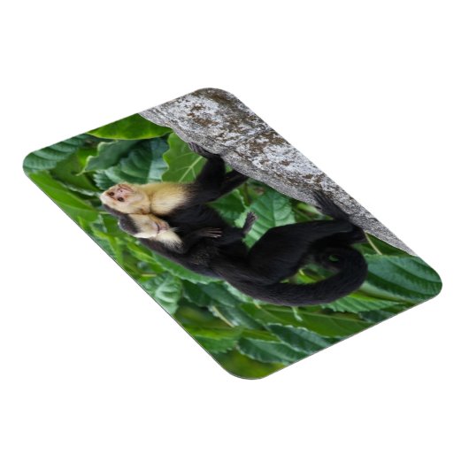 Erwachsener Kapuzineraffe, die ein Baby auf dem Rü Magnet (Rechte Seite)