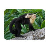 Erwachsener Kapuzineraffe, die ein Baby auf dem Rü Magnet (Horizontal)