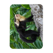 Erwachsener Kapuzineraffe, die ein Baby auf dem Rü Magnet (Vertikal)