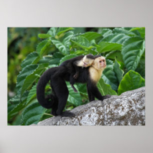 Erwachsener Kapuzineraffe, die ein Baby auf dem Rü Poster