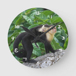 Erwachsener Kapuzineraffe, die ein Baby auf dem Rü Runde Wanduhr