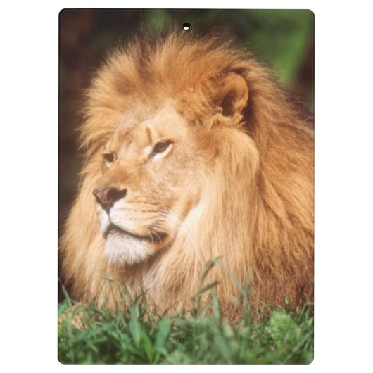 Erwachsener Klemmbrett (Rückseite)