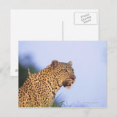 Erwachsener Leopard (Panthera pardus) Postkarte (Vorne/Hinten)