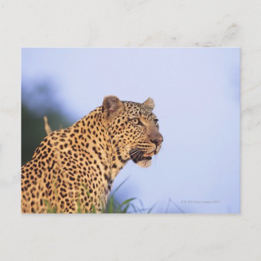 Erwachsener Leopard (Panthera pardus) Postkarte (Vorderseite)