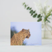 Erwachsener Leopard (Panthera pardus) Postkarte (Stehend Vorderseite)