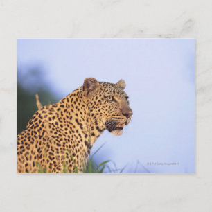 Erwachsener Leopard (Panthera pardus) Postkarte