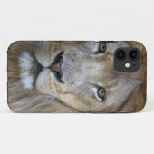 Erwachsener Löwe im Sacramento Zoo, CA Case-Mate iPhone Hülle (Rückseite (Horizontal))