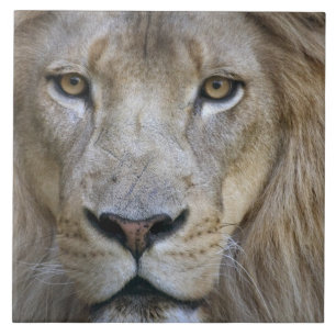 Erwachsener Löwe im Sacramento Zoo, CA Fliese